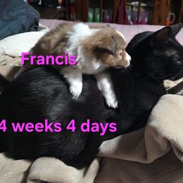 Francis - Special Holiday Price Through Nov 30 - Sable & white female Toy Shetland Sheepdog puppy in Houston, Texas from LaLa's Lilliputian Lassies