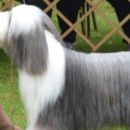 Bearded Collies from Dunhill Bearded Collies