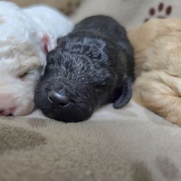 Clark - Black male Cockapoo puppy in Calhoun, Georgia from Emerald J Doodles