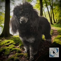 Ava - Poodle