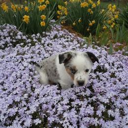 Australian Cattle Dog and Companion Cross Puppies from MX Kennel - Central MO