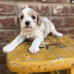 Cavapoo, Cockapoo, Goldendoodle, and Poodle Puppies from Lipscomb Doodles