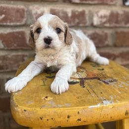 Cavapoo, Cockapoo, Goldendoodle, and Poodle Puppies from Lipscomb Doodles