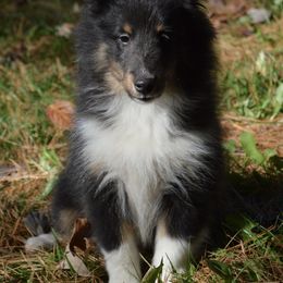 Shetland Sheepdog Puppies from Sunny Shelties