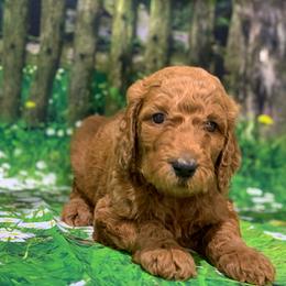 Goldendoodle Puppies from Bear Ridge Doodles