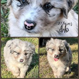 (3) Giblet - Blue merle male Miniature Australian Shepherd puppy in Huntington, Texas from JKKJ Farms