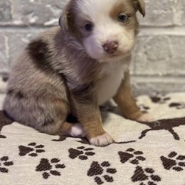 Australian Shepherd Puppies from Blue Creek Farm