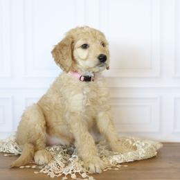 Lady Liberty - Apricot female Goldendoodle puppy in Seffner, Florida from Gold Diamond Pup