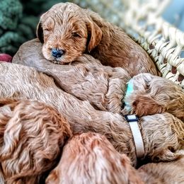 Goldendoodle Puppies from Re Family Doodles