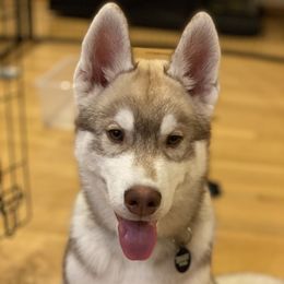 Siberian Husky Puppies from KPM Siberians