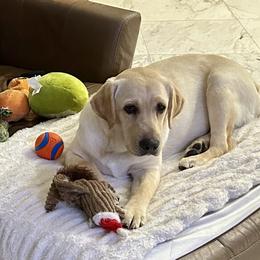 Labrador Retriever Puppies from A. Hansen Labradors