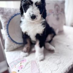 Australian Mountain Doodle and Bernedoodle Puppies from Country Creek Doodles