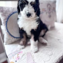 Australian Mountain Doodle and Bernedoodle Puppies from Country Creek Doodles