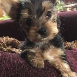 Yorkshire Terrier Puppies from YorkiStars