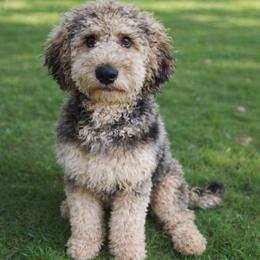 Dodger - Goldendoodle