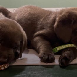 Labrador Retrievers from Linda's Labrador Retrievers