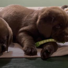 Labrador Retrievers from Linda's Labrador Retrievers