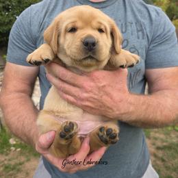 Skittles - Yellow female Labrador Retriever puppy in Utah County, Utah from Günther Labradors