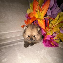 Shyla - Orange sable female Pomeranian puppy in Zavalla, Texas from Precious Puff Poms