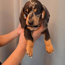 Silver dapple - Dapple male Dachshund puppy in Hesperia, California from VOM HAUSE Imperial