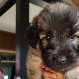 Yellow Collar - Fawn Skye Terrier puppy in Center City, Minnesota from Falkor Skye Terriers