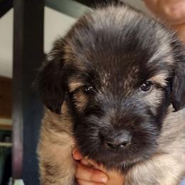 Yellow Collar - Fawn Skye Terrier puppy in Center City, Minnesota from Falkor Skye Terriers