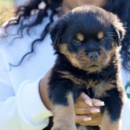 Rottweiler Puppies from Maniac Kennels