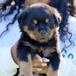 Rottweiler Puppies from Maniac Kennels