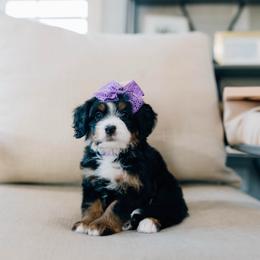 Kimmy - Tri-color female Bernedoodle puppy in Murray, Utah from Sun Valley Doodles