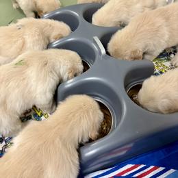 Golden Retriever Puppies from Caliber Golden Retriever’s