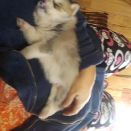Pomeranian and Pomsky Puppies from Spillman's Specialty Breeding
