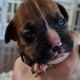 Brown - Fawn male Boxer puppy in Franklin, Georgia from Lakeside Kennels of Franklin
