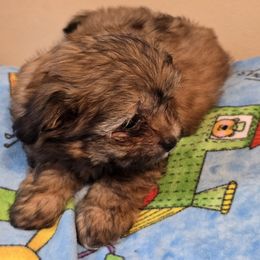 Girl 1 - Black female Mi-Ki puppy in Gobles, Michigan from My Little Puppy Paws