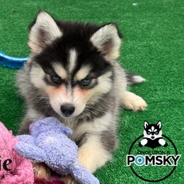 Carrie - Black and white female Pomsky puppy in Eastman, Georgia from Once Upon A Pomsky