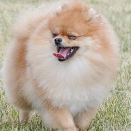Pomeranians from Teralee Poms
