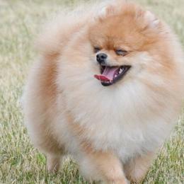 Pomeranians from Teralee Poms