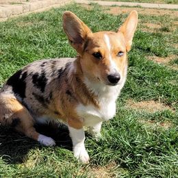Luna - American Corgi