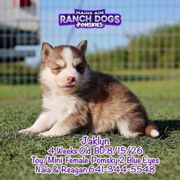 Hold Jaklyn - Red and white female Pomsky puppy in Humeston, Iowa from M.A.R. Dogs