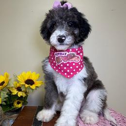 Violet - Parti female Goldendoodle puppy in Woodburn, Indiana from Lengachers Cuddly Doods