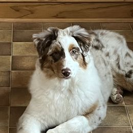 Whitley - Australian Shepherd