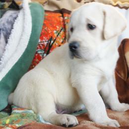 Beagle and Labrador Retriever Puppies from Badland Kennel