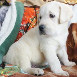 Beagle and Labrador Retriever Puppies from Badland Kennel