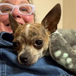 Roxy - Blue brindled fawn female Chihuahua puppy in Seneca, Missouri from Stephanie’s Puppy Colony