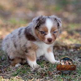 Miniature American Shepherd, Miniature Australian Shepherd, and Toy Australian Shepherd Puppies from Best Little Aussies