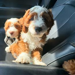 Ridge - Red male Cavapoo puppy in Wamego, Kansas from Doodles of Oz
