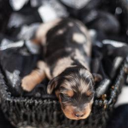 Solstice - Dapple female Dachshund puppy in Perry, Florida from EntityDachs