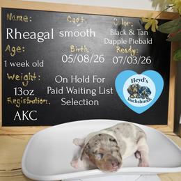 Rheagal - Dapple male Dachshund puppy in Hoquiam, Washington from Heyd's Mini Dachshunds