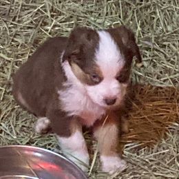 Australian Shepherd Puppies from Toni Thompson's Australian Shepherds