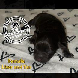 Yellow - Liver female Miniature Schnauzer puppy in Conroe, Texas from Wowzers Mini Schnauzers