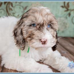 O'Malley - Brown white and tan male Cockapoo puppy in Connersville, Indiana from Deaz Doodle Ranch
